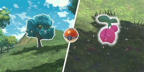 Pokemon Legends Arceus Where To Find Catch Cherubi