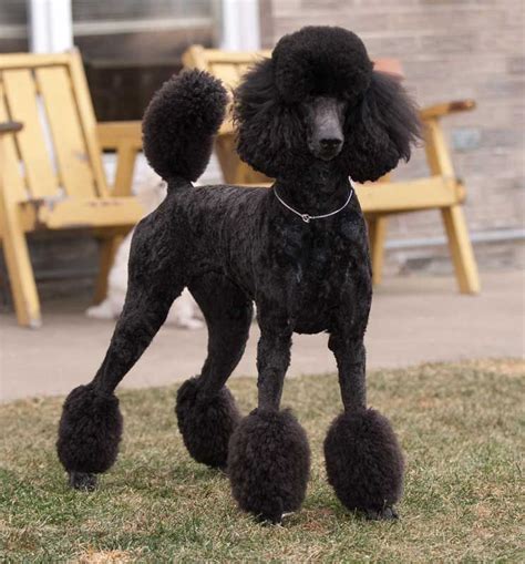 Poodle Miami Cut