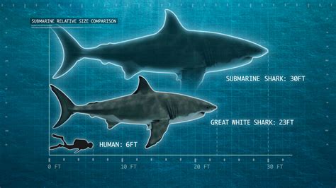 Megalodon Real Life Size Compared Meg Movie Sharks