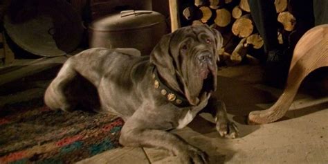 Fang After Harry Potter Movies Ended