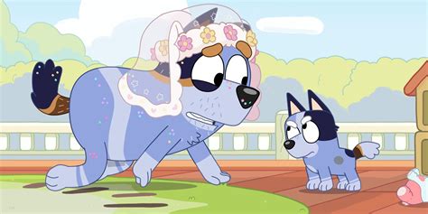 Bluey Socks Dog Behavior Explained