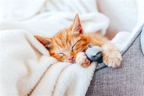Do Cats Dream