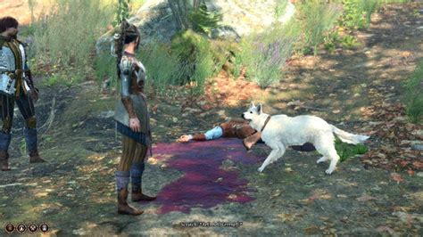 Baldurs Gate 3 Return Scratch Owners Keep Dog