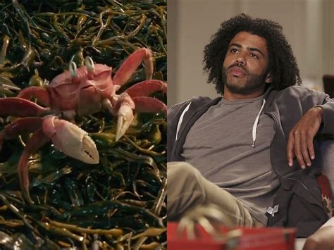 Who Plays Sebastian Little Mermaid Remake