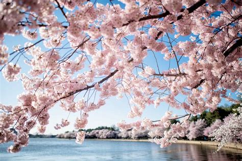 Cherry Blossoms Dc Cherry Blossom Frenzy In Dc The Ultimate Guide To Peak Bloom