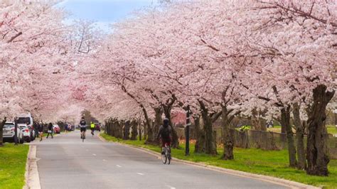 Cherry Blossoms Dc Dc Cherry Blossoms The Most Stunning Photos You Ve Ever Seen