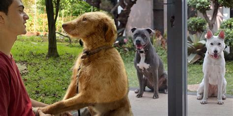 Best Dog Movies On Netflix