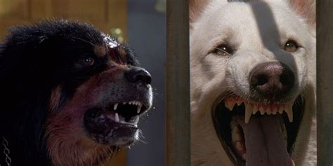 Best Killer Dog Movies Ranked