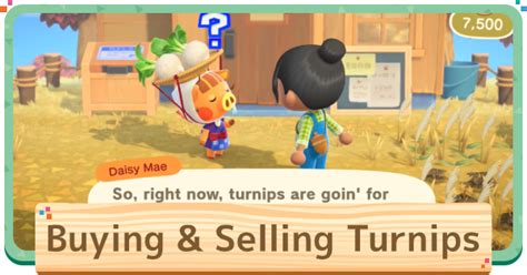Best Times Sell Turnips Animal Crossing When Acnh