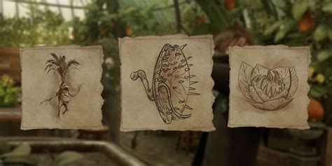 Best Early Combat Plants Hogwarts Legacy