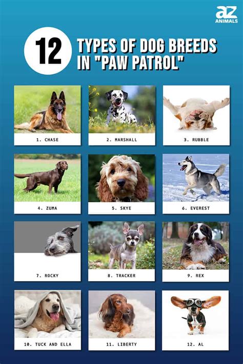Paw Patrol Dogs Breeds Explained