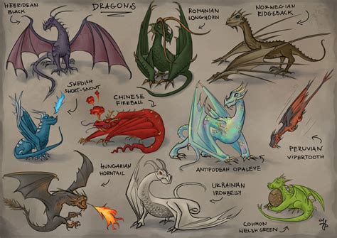 Harry Potter Dragons Breeds