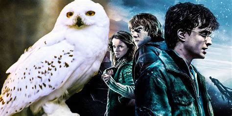 Harry Potter Hedwig Death Killed Meaning Reason
