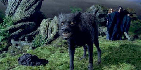 Harry Potter Every Animagus Character Registry Status
