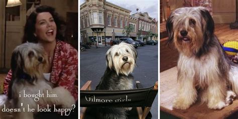 Gilmore Girls Cutest Paul Anka Dog Scenes Lorelai