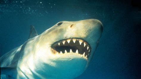 Was Jaws Real Shark Movie True Story