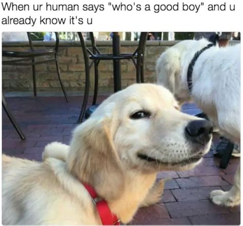 Dog Memes