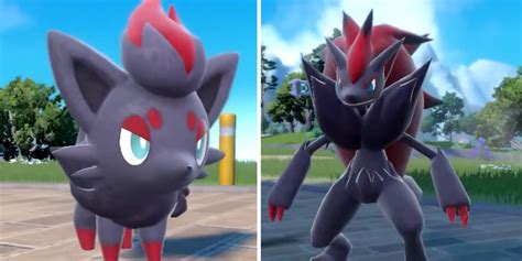 How To Get Evolve Zorua Pokemon Scarlet Violet