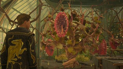 How To Get Grow Venomous Tentacula Hogwarts Legacy