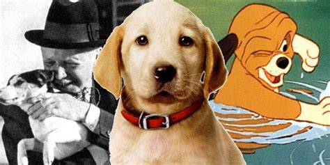 Saddest Dog Movies All Time