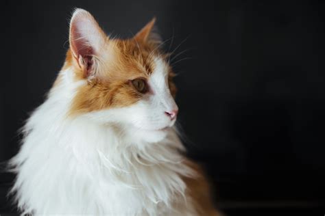 Giantomestic Cat