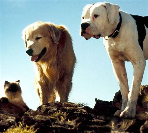 Golden Retriever Movies Tv Shows