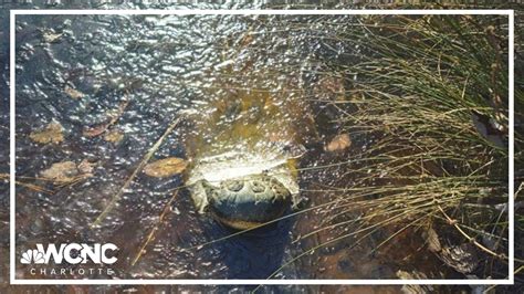 North Carolina Frozen Alligators