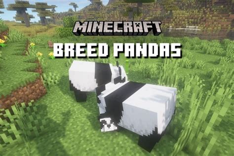 Minecraft How To Breed Pandas Guide