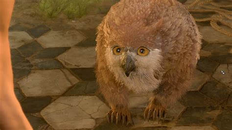 Bg3 How To Get Owlbear Cub
