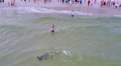 Sharks In Panama City Beach 2024
