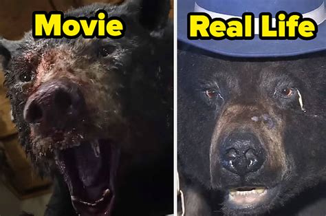 Is Cocaine Bear Based On A True Story